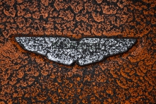 Aston Martin V8 Vantage GTE - Portimao zkoušení - 02 2013 2013 033